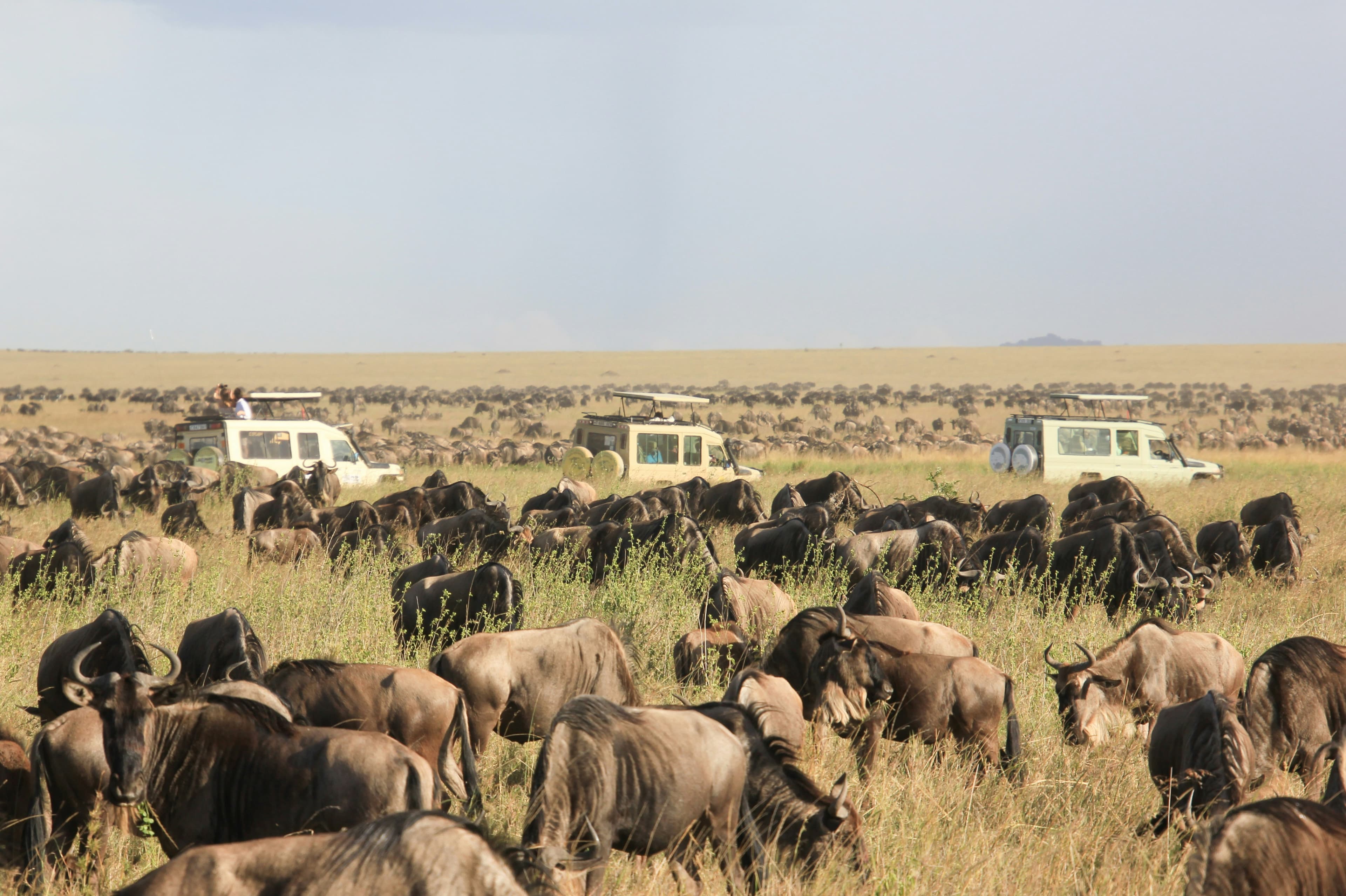 Wildlife beside a safari vehicle