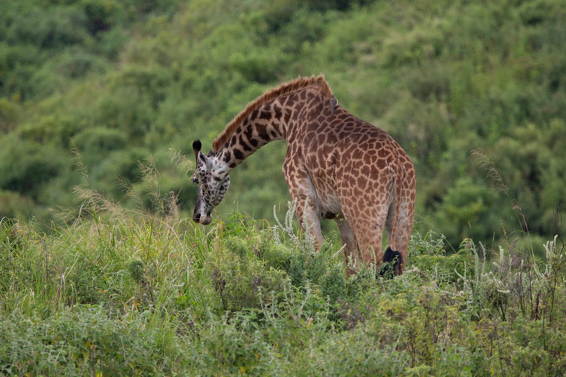 Giraffe grazing in Tanzania